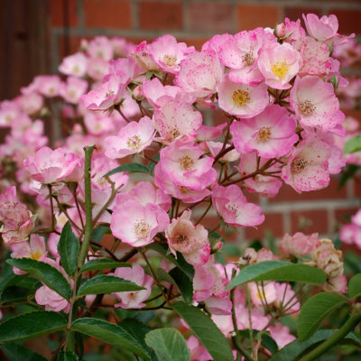 Alden Biesen (LENgrati, LLX8964)Lens, 1996Гибрид Moschata/мускусные гибриды (Hybrid Musk)