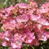 Alden Biesen (LENgrati, LLX8964)Lens, 1996Гибрид Moschata/мускусные гибриды (Hybrid Musk)