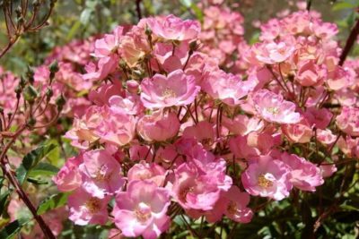 Alden Biesen (LENgrati, LLX8964)Lens, 1996Гибрид Moschata/мускусные гибриды (Hybrid Musk)