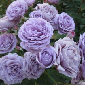 Novalis . Германия, 2010Флорибунда (Floribunda) Новалис