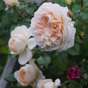 Jardins de l’Essonne (DELchame) жардЕн дэ лессОн Delbard Франция, 2000