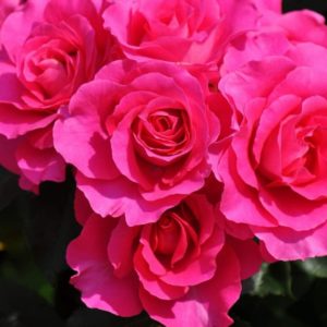 Urara (Rosa 'KEIfupira') Hiroshi Hirabayashi Япония, 1993 УРАРА.