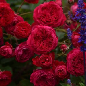 MY ROSE (KIMYROSSAL) (Май Роуз) (Takunori Kimura) в 2019 год.